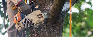Best Weed Control  in Pitcairn, PA