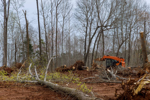 Best Seasonal Cleanup (Spring/Fall)  in Pitcairn, PA