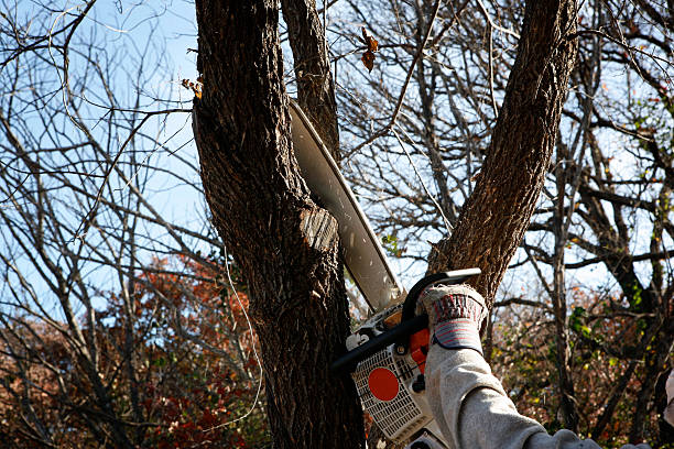 Best Lawn Renovation and Restoration  in Pitcairn, PA